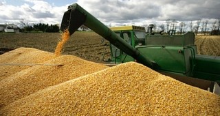 Почти половината от царевицата в Добруджа остана неожъната на полето