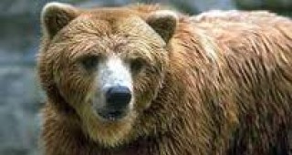 Заявките за обезщетения заради нападения от мечки през тази година са 37
