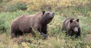 Вторият мониторинг на кафявата мечка за района на Родопите ще започне на 27 октомври