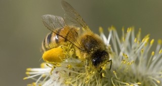 Конкретни мерки за спасяване на пчелите предлагат експерти