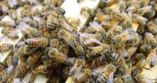 Камион, прекарващ милиони пчели, се преобърна в американския щат Юта