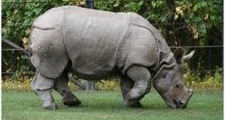 Критично застрашен вид носорог е бил избит от бракониери във Виетнам