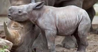 Декоративният носорог стана най-популярният домашен любимец в Япония
