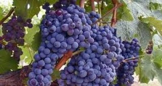 Реколтата от грозде в Мелник тази година е намаляла с около 50%