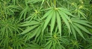 Правителството прие наредба за класифициране на растенията и веществата като наркотични