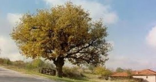 Вековно дърво от Велики Преслав е сред десетте финалисти в конкурса 