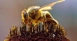 Тръгва приемът на заявления за подпомагане по Националната програма по пчеларство за 2009 година
