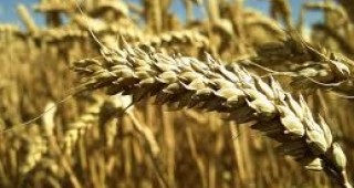Казахстан планира експортирането на 15 милиона тона зърно