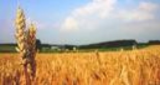10,540 млн. дка засети с пшеница досега