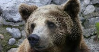 В Пазарджишко започва мониторинг на кафявата мечка