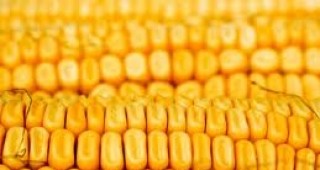 Измама за продажба на царевица на стойност 67 200 лв. разкриха криминалисти във Велико Търново