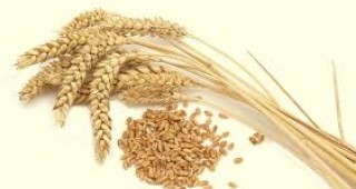 Зърнените продукти укрепват костите и предпазват от фрактури