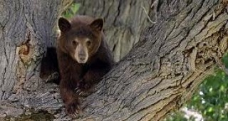 Закриват ловния сезон в щата Невада, ако бъде отстреляна още една женска мечка