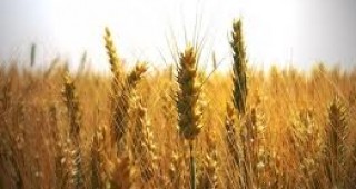 Срив при търговията с пшеница отчитат от НАЗ