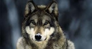 В Естония започна сезонът за лов на вълци