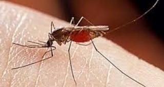 Генно модифицирани комари оцеляха на свобода и успяха да създадат поколение
