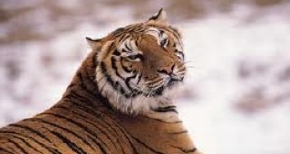 Интерпол даде началото на програма за запазване на световната популация на тигрите
