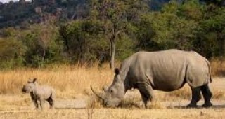 В Южна Африка са били убити рекорден брой носорози