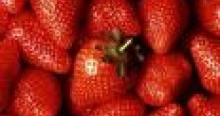 Предлагат 36 евро на ден за бране на ягоди в Испания