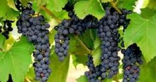 Очакванията на производителите от Пазарджишко за слаба реколта от грозде се сбъднаха