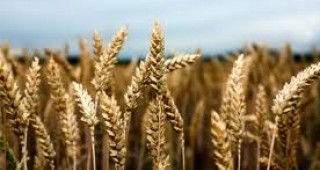 453 644 дка с пшеница са засети в Силистренска област