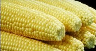 80% от площите с царевица в Шуменска област са ожънати
