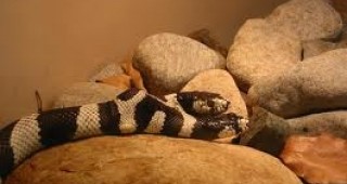 Изложба на влечуги във Велико Търново удиви гражданите с двуглава змия и костенурка