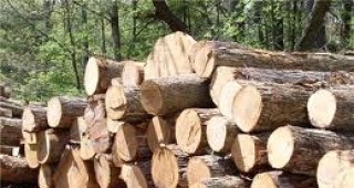 Инспектирани са 38 обекта за преработка и търговия на дървесина