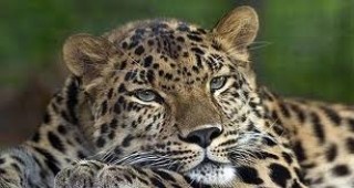 Германски ветеринари оперираха леопард