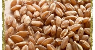 1 130 688 тона е съхраняваното количество зърно у нас в края на февруари
