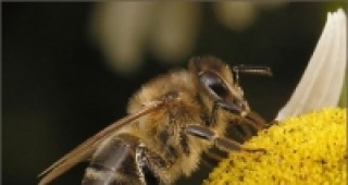 Намалява пчелната популация във Великобритания