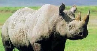 Няколко вида носорози са включени в Червената книга на заплашените от изчезване животни