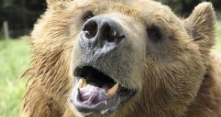 Столичният зоопарк отбелязва Деня на мечката