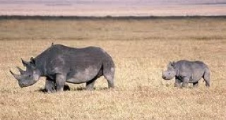 В Западна Африка не са останали диви черни носорози