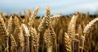 ДФЗ отпуска кредити за производството на пшеница