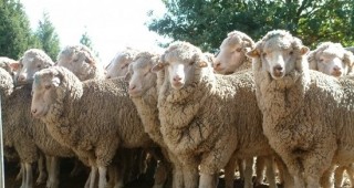 Кражба на стадо овце е била извършена в землището на село Труд