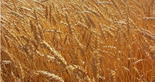 Зърнени храни България направи половината от очакваните продажби