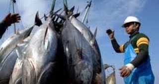 Уловът на риба тон за 2012 година е ограничен до 12,9 хил. тона