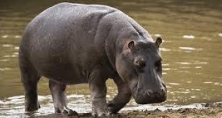 В ЮАР домашен хипопотам уби стопанина си