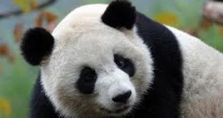Китаец се опитва да пусне на пазара чай, съдържащ екскремент от панда