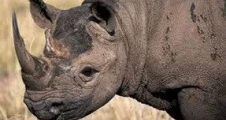 В Хонконг заловиха 33 рога от носорози
