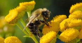 Европейският парламент предлага увеличение на инвестициите в пчеларския сектор