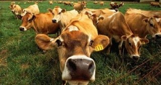 Фермите за мляко в България са получили две години отсрочка за покриването на хигиенните изисквания на ЕС