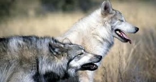 В Швеция обмислят разширяване на мащабите на лова на вълци