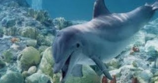 Техно парти причини смъртта на делфин в швейцарски увеселителен парк
