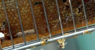 Проект насърчава трансграничното сътрудничество между пчеларите в България и Сърбия