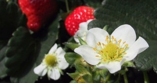 Ранното производство на ягоди може да бъде икономически перспективно