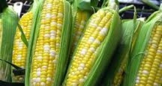 Ожънати са над 98% от засетите площи с царевица за зърно