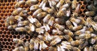 В района на добричкото село Кривина 220 пчелни семейства са били отровени от химикали