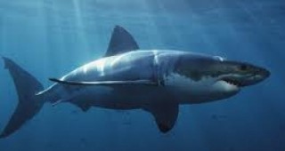 ЕК предложи забрана на практиката да се режат плавниците на живи акули